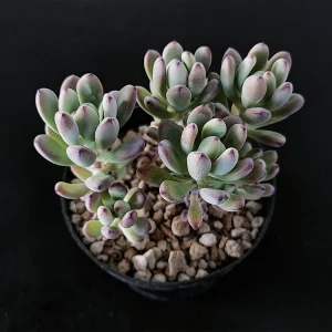 Sedum commixtum