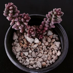 Sedum furfuraceum