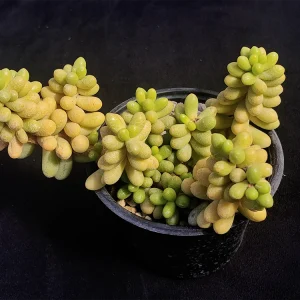 Sedum hernandezii