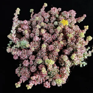 Sedum perezdelarosae