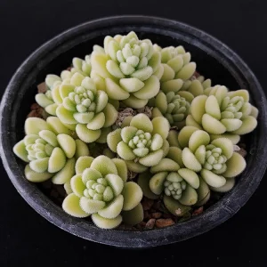Sedum piaxtlaense