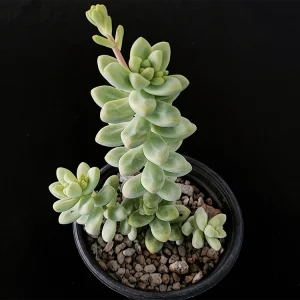 Sedum treleasei