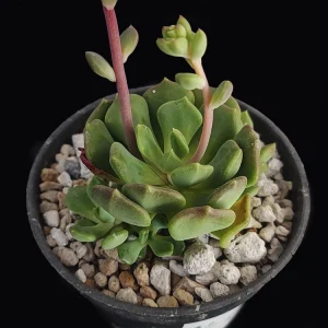 Echeveria apoala