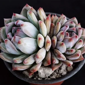 Echeveria colorata selecta 18