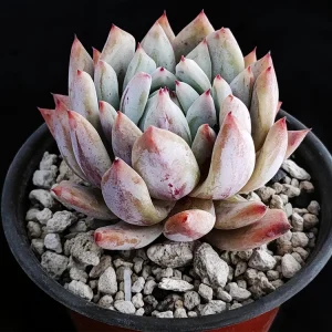 Echeveria colorata selecta 19