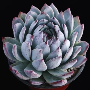 Echeveria colorata selecta 20
