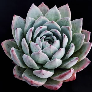 Echeveria colorata selecta 21