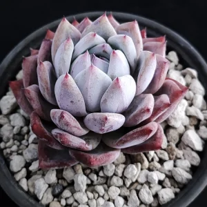 Echeveria colorata selecta 22
