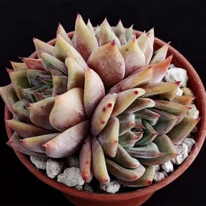 Echeveria colorata selecta 23