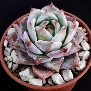 Echeveria colorata selecta 24