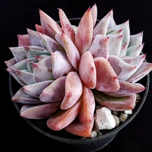 Echeveria colorata unica 25