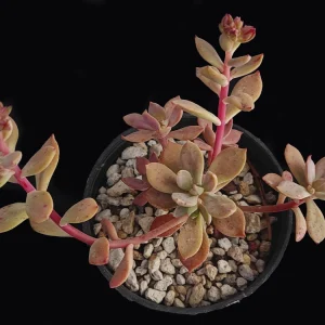 Echeveria mazateca