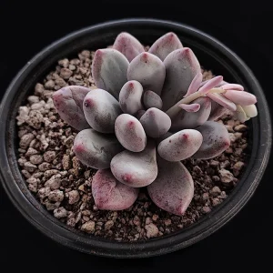 Pachyphytum brachetii