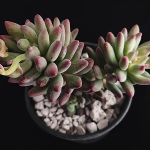 Pachyphytum bracteosum