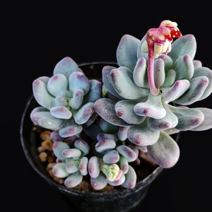 Pachyphytum garciae