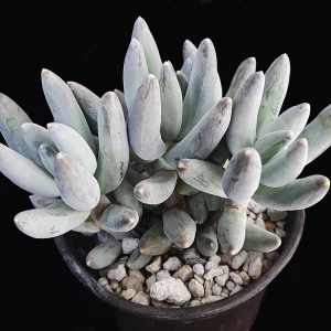 Pachyphytum hookeri blanco
