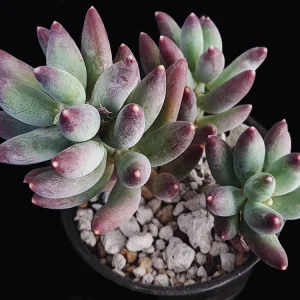Pachyphytum hookeri puntas rosas/moradas