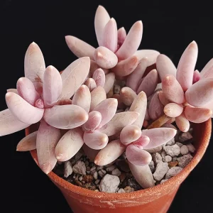 Pachyphytum hookeri rosa