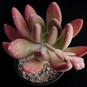 Pachyphytum kimnachii rosa/morado