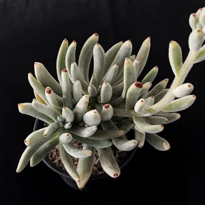 Echeveria leucotricha