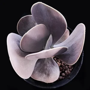 Echeveria tambor